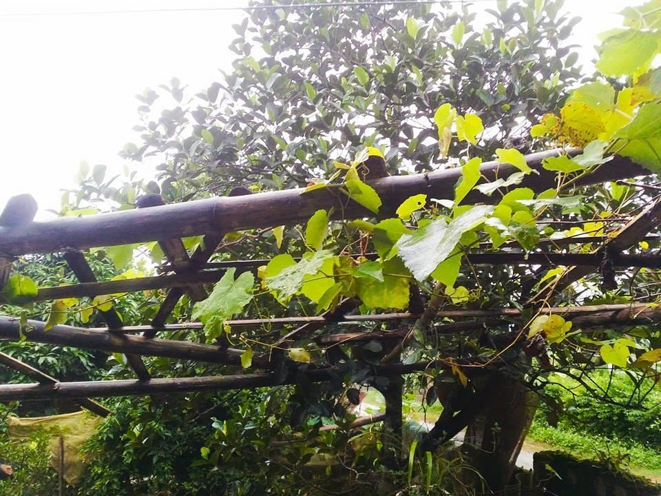 Homestay Moc Chau Luaran gambar