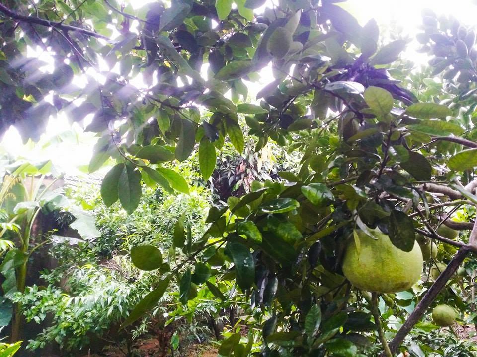 Homestay Moc Chau Luaran gambar